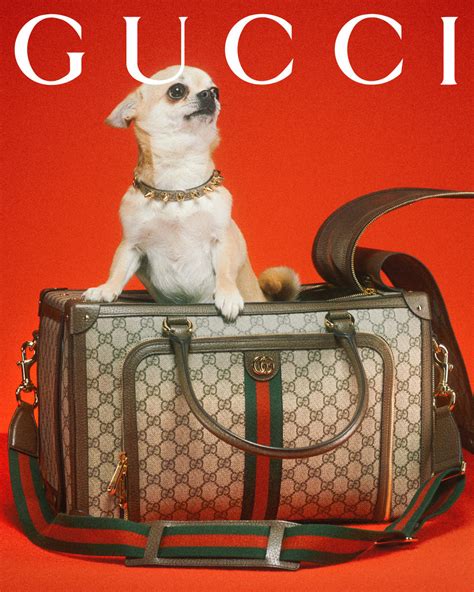 gucci come as you are campaign|Gucci pet collection 2023.